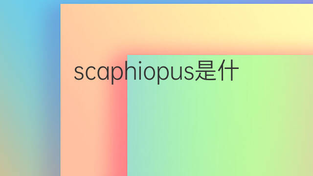 scaphiopus是什么意思 scaphiopus的中文翻译、读音、例句