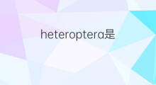 heteroptera是什么意思 heteroptera的中文翻译、读音、例句