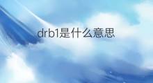 drb1是什么意思 drb1的中文翻译、读音、例句