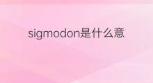 sigmodon是什么意思 sigmodon的中文翻译、读音、例句