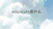 adipocyte是什么意思 adipocyte的中文翻译、读音、例句