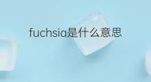 fuchsia是什么意思 fuchsia的中文翻译、读音、例句
