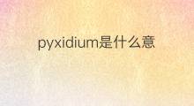 pyxidium是什么意思 pyxidium的翻译、读音、例句、中文解释