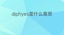 diphyes是什么意思 diphyes的中文翻译、读音、例句