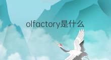 olfactory是什么意思 olfactory的中文翻译、读音、例句