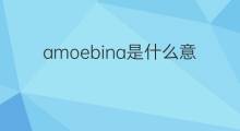 amoebina是什么意思 amoebina的中文翻译、读音、例句