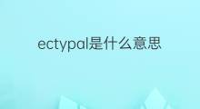 ectypal是什么意思 ectypal的中文翻译、读音、例句