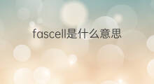 fascell是什么意思 fascell的中文翻译、读音、例句