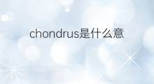 chondrus是什么意思 chondrus的翻译、读音、例句、中文解释