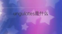 ungulates是什么意思 ungulates的中文翻译、读音、例句