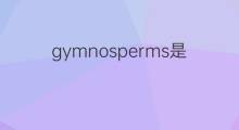 gymnosperms是什么意思 gymnosperms的中文翻译、读音、例句
