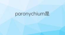 paronychium是什么意思 paronychium的中文翻译、读音、例句