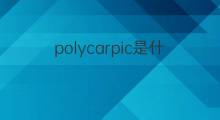 polycarpic是什么意思 polycarpic的中文翻译、读音、例句