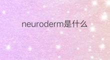 neuroderm是什么意思 neuroderm的中文翻译、读音、例句