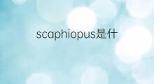 scaphiopus是什么意思 scaphiopus的中文翻译、读音、例句