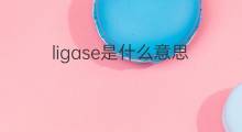 ligase是什么意思 ligase的中文翻译、读音、例句