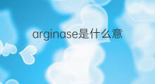 arginase是什么意思 arginase的中文翻译、读音、例句
