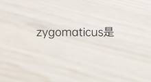 zygomaticus是什么意思 zygomaticus的中文翻译、读音、例句