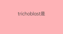 trichoblast是什么意思 trichoblast的中文翻译、读音、例句