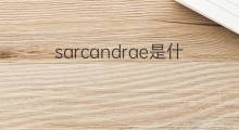 sarcandrae是什么意思 sarcandrae的中文翻译、读音、例句