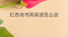 红杏尚书用英语怎么说 红杏尚书英语翻译