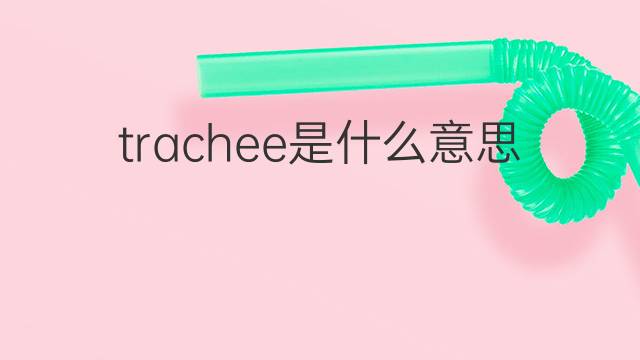 trachee是什么意思 trachee的中文翻译、读音、例句