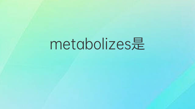 metabolizes是什么意思 metabolizes的中文翻译、读音、例句