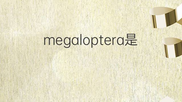megaloptera是什么意思 megaloptera的中文翻译、读音、例句