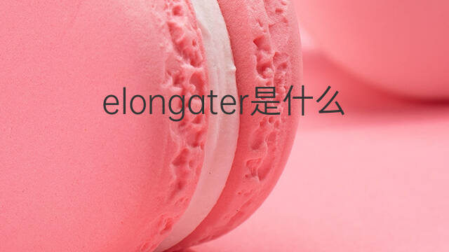 elongater是什么意思 elongater的中文翻译、读音、例句