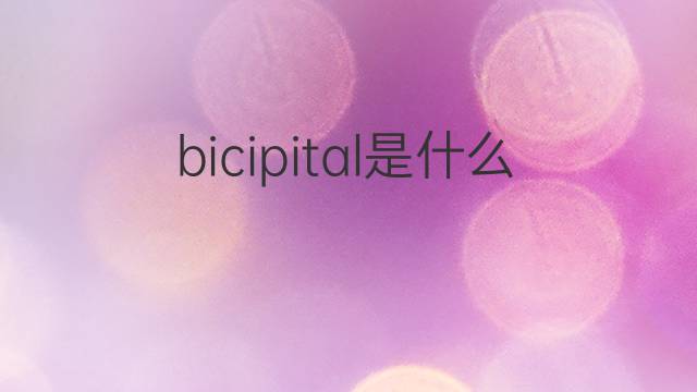 bicipital是什么意思 bicipital的中文翻译、读音、例句