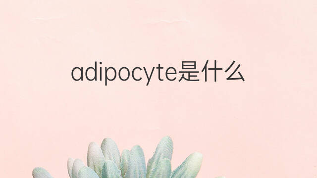 adipocyte是什么意思 adipocyte的中文翻译、读音、例句