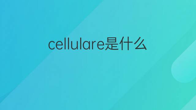 cellulare是什么意思 cellulare的中文翻译、读音、例句