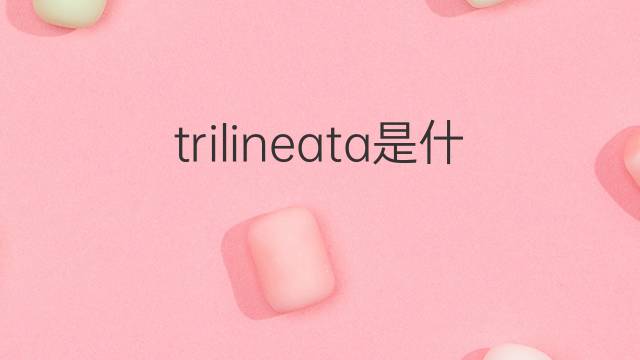 trilineata是什么意思 trilineata的翻译、读音、例句、中文解释