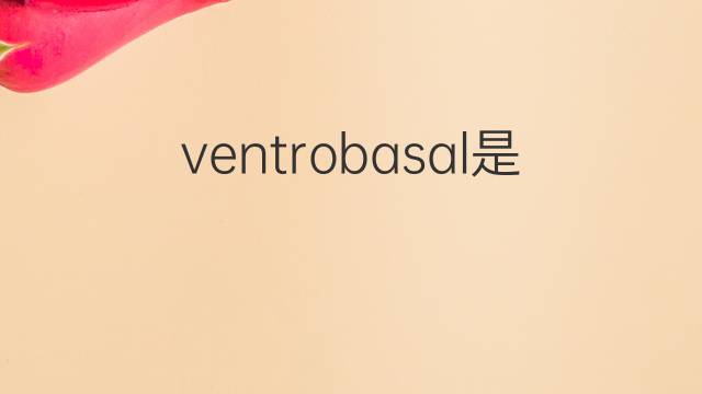 ventrobasal是什么意思 ventrobasal的中文翻译、读音、例句