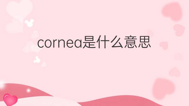cornea是什么意思 cornea的翻译、读音、例句、中文解释