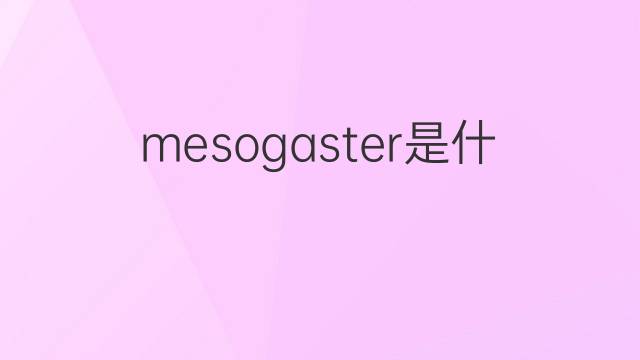 mesogaster是什么意思 mesogaster的中文翻译、读音、例句