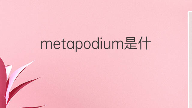 metapodium是什么意思 metapodium的中文翻译、读音、例句