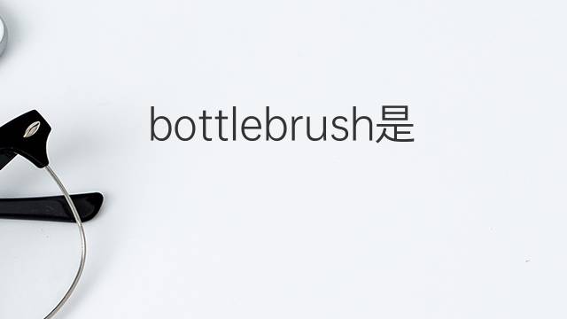 bottlebrush是什么意思 bottlebrush的翻译、读音、例句、中文解释