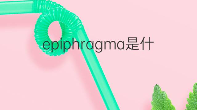 epiphragma是什么意思 epiphragma的中文翻译、读音、例句