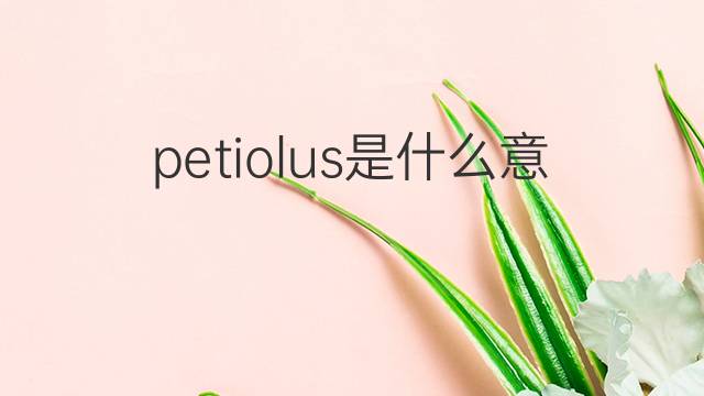 petiolus是什么意思 petiolus的中文翻译、读音、例句