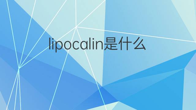 lipocalin是什么意思 lipocalin的中文翻译、读音、例句