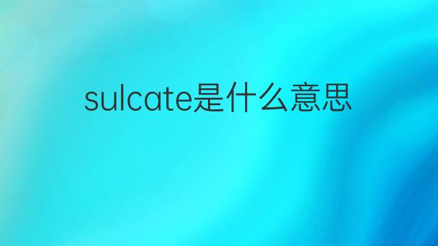 sulcate是什么意思 sulcate的中文翻译、读音、例句