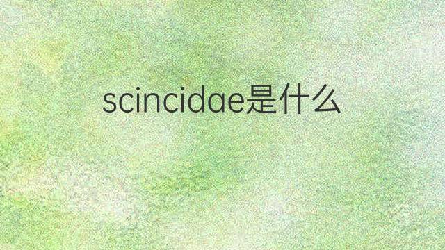scincidae是什么意思 scincidae的中文翻译、读音、例句