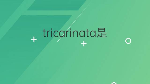 tricarinata是什么意思 tricarinata的翻译、读音、例句、中文解释