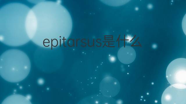epitarsus是什么意思 epitarsus的翻译、读音、例句、中文解释