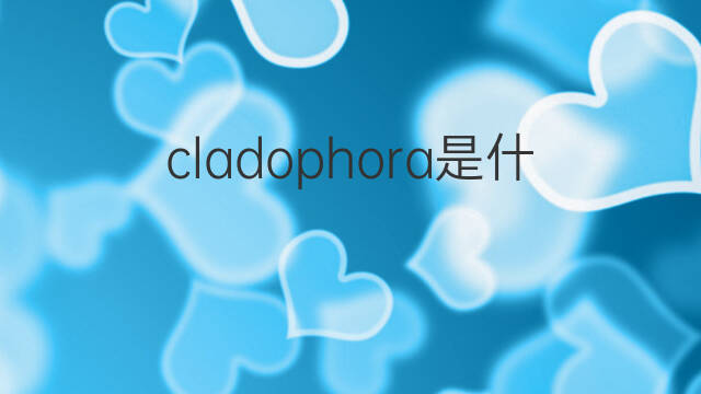 cladophora是什么意思 cladophora的翻译、读音、例句、中文解释