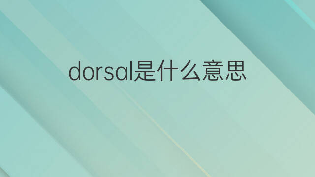 dorsal是什么意思 dorsal的翻译、读音、例句、中文解释