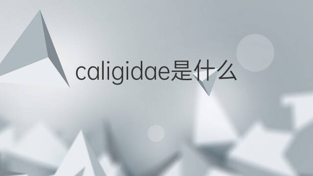 caligidae是什么意思 caligidae的中文翻译、读音、例句