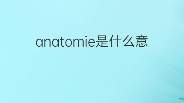 anatomie是什么意思 anatomie的中文翻译、读音、例句