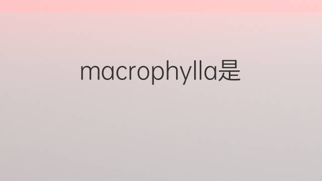 macrophylla是什么意思 macrophylla的中文翻译、读音、例句